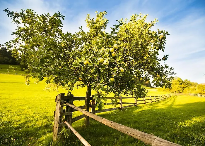 أزوبرهوب آم كلايمزونبيرغ * تاكسنباخ